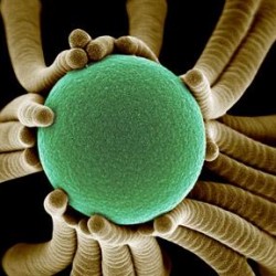 Nanoteknologi: Inspirasi dari alam