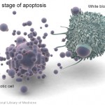 Apoptosis: Kematian Terancang Sel