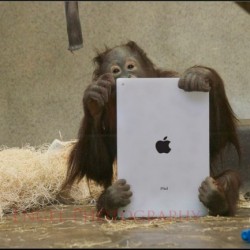 Skype dan Facetime dengan Orang Utan