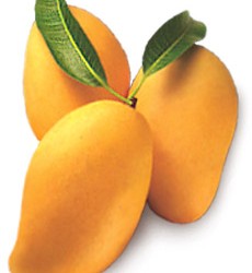 Rahsia Mangga untuk Seks dan Kecantikan