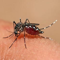 Bakteria Baru Untuk Perangi Aedes di Sarawak