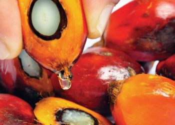 Penyelidikan UKM-Vitamin E Sawit Memulihkan Kerosakan Tulang Tikus Akibat Alkohol