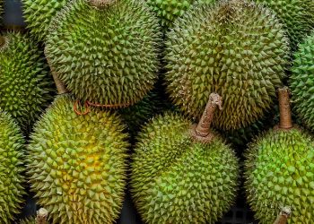 Durian ‘Raja’ Potassium dan Risiko kepada Penghidap Sakit Buah Pinggang