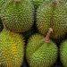 Durian ‘Raja’ Potassium dan Risiko kepada Penghidap Sakit Buah Pinggang