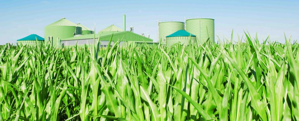 biomasse-biomass-elementar – MajalahSains