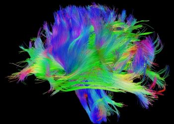 Projek Pemetaan Otak Manusia