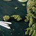Pengambilan Ganja Ubah Profil Genetik Sperma