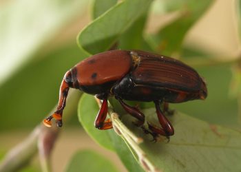 ANCAMAN KUMBANG PALMA MERAH DALAM DIAM