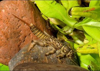 Lalat Mei, Lalat Batu & Lalat Kantung di Sungai Rekreasi Yang Tidak Dikenali Ramai