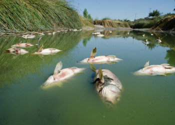 Potensi ikan sebagai bioindikator bagi pencemaran logam