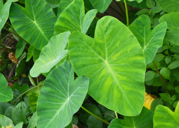 Akumulasi Logam Berat oleh Pokok Keladi (Colocasia esculenta)