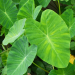 Akumulasi Logam Berat oleh Pokok Keladi (Colocasia esculenta)