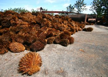 Sintesis Asid Suksinik Dari Biojisim Sawit