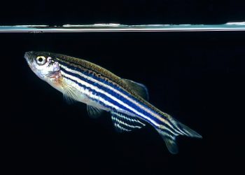 Ikan Zebra (Danio rerio) : Bintang Baharu Model Haiwan Penyelidikan Bioperubatan