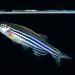 Ikan Zebra (Danio rerio) : Bintang Baharu Model Haiwan Penyelidikan Bioperubatan