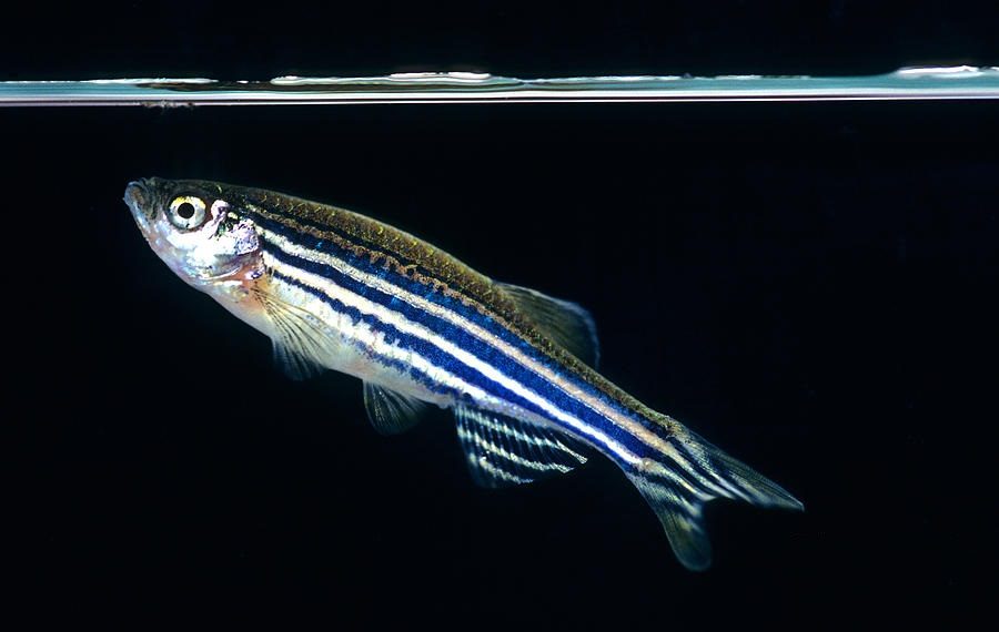 Ikan Zebra (Danio rerio) : Bintang Baharu Model Haiwan Penyelidikan Bioperubatan