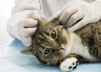 Jangkitan Parasit Pada Haiwan Kesayangan, Risikonya Terhadap Manusia Dan Langkah Pencegahan Yang Dianjurkan