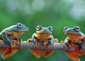 Kediaman Anda dan Katak