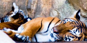 Jangkitan Virus Korona pada Haiwan dan Manusia