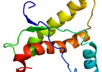 Peranan Proses Pelipatan Protein Terhadap Penyakit Prion