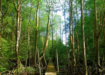 Hutan Bakau: Simbol Jati Diri Masyarakat Pinggir Pantai Tropika