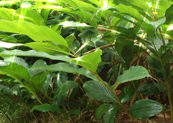 Sambal Pijat : Makanan Eksotik Penduduk Jeli, Kelantan