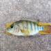 Keterancaman Spesies Ikan Asli Malaysia Akibat Kehadiran Spesies Ikan Asing