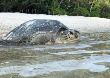 Pengeraman Telur Penyu Dicemari Plastik