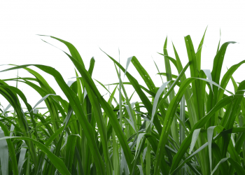 Rumput Napier Bukan Sekadar Makanan Ternakan