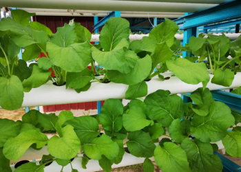 Plot Bertani Kendiri : Pertanian Urban Atau Hobi Semata?