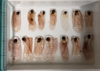 Pemburuan Organisma Hanyut Yang ‘Bersaudara’ Dengan Manusia