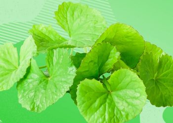 Pegaga: Rahsia Rejuvenasi Keremajaan Berkekalan