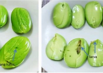 Kenali Serangga Perosak Utama Petai