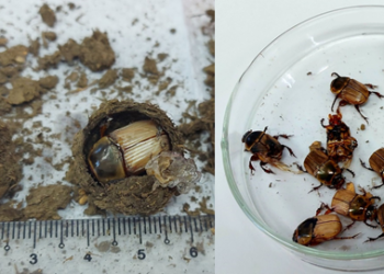 Serangga & Tinja Gajah, Ibarat Irama & Lagu, Berpisah Tiada