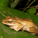 Katak Sebagai Indikator Ekosistem Alam Yang Sihat