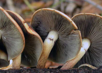 Kepelbagaian Alam Cendawan