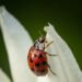 Dia Tidak Bersalah: Kumbang Ladybird Pemangsa Disalah Erti