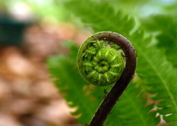 Keindahan Nombor Fibonacci di Alam Semulajadi