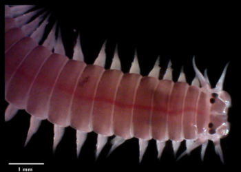 Kepentingan Cacing Nipah Terhadap Ekosistem Marin dan Masyarakat Setempat