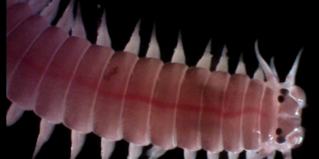 Kepentingan Cacing Nipah Terhadap Ekosistem Marin dan Masyarakat Setempat