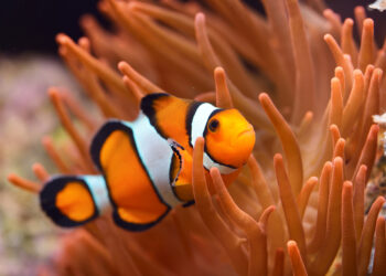 Terumbu Karang Semakin Terancam, Ikan Semakin Kehilangan Warnanya