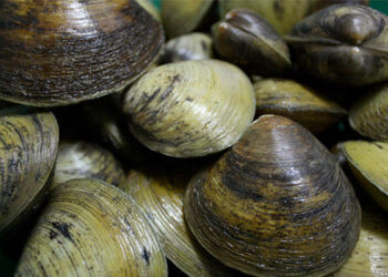 Lokan, Penunjuk Biologi Ekosistem Paya Bakau