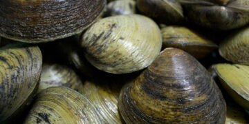 Lokan, Penunjuk Biologi Ekosistem Paya Bakau