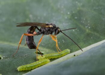Dunia Sebenar Parasitoid Utama dan Parasitoid Hiper, Dua Spesies Saling Hubungan