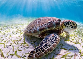 Bagaimana Sekiranya Dunia ini Tanpa Penyu