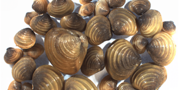 Etak Salai : Kandungan Nutrisi Makanan