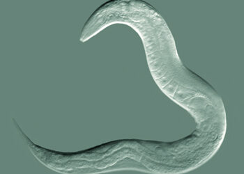 Ancaman Parasit Nematod Terhadap Kumbang Pendebunga Kelapa Sawit