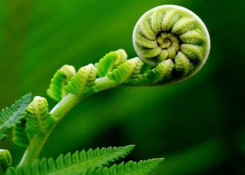 Penanaman Paku-Pakis secara ex-vitro