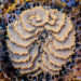 Potensi Propolis Lebah Kelulut Dalam Perawatan Alternatif Kesakitan