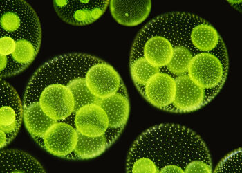 HARI LAUTAN SEDUNIA: Keajaiban dan Potensi Mikroalga